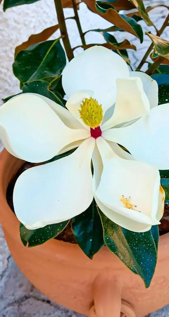 Magnolia House Guest House Malaga Country house