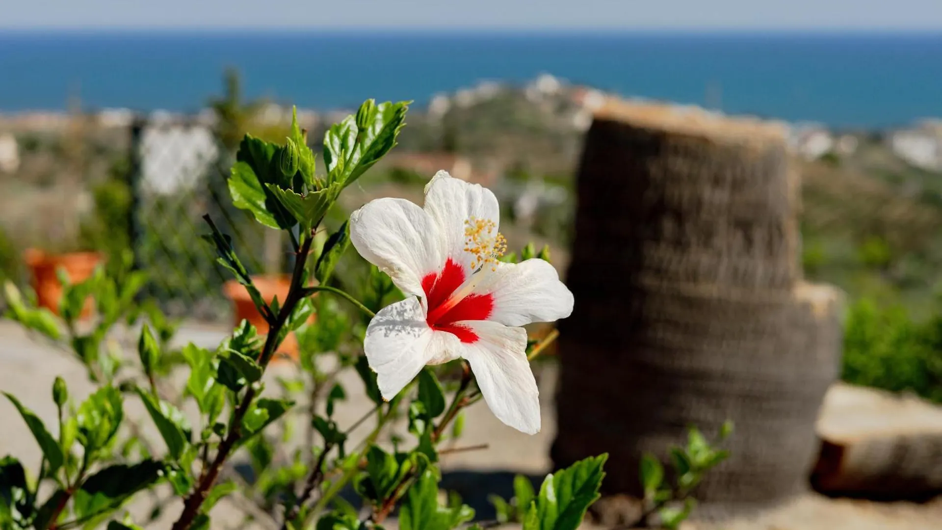 Magnolia House Guest House Malaga